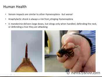 What are 'Murder Hornets' and should I be worried? Asian giant hornets spotted in the US