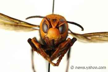 Invasive 'Murder Hornets' Have Appeared in the United States and Officials Worry They're Here to Stay