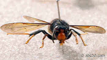 New, dangerous species of hornet found in U.S.