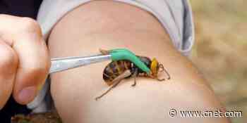 Meet murder hornets, the pest killing off bees and invading our nightmares     - CNET