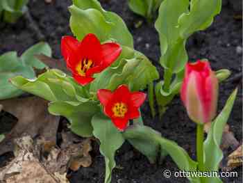 OTTAWA WEATHER: Sunny and warm, what more could we ask for? - Ottawa Sun