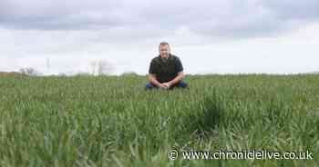 After a wet winter, farmers face tough summer as pandemic takes its toll