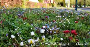 The new wildflower routes in Solihull available for lockdown exercise - Birmingham Live