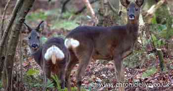 How North East wildlife has been impacted by lockdown