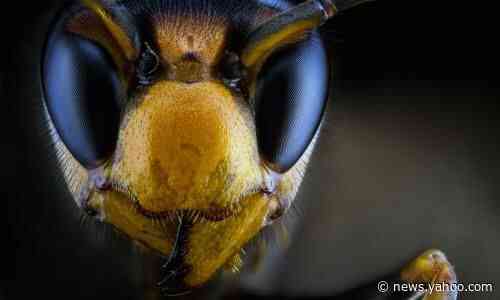 'Murder hornets' in Washington state threaten bees and whip up media swarm