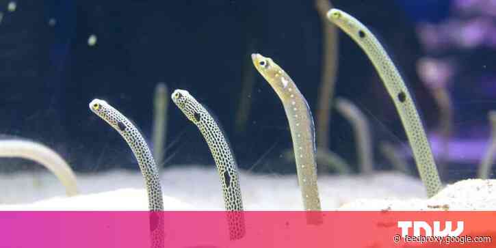 Japanese aquarium asks you to FaceTime its frightened eels