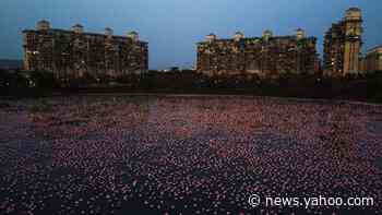 Over 100,000 Flamingos Reportedly Descend on Mumbai Amid India's Strict Coronavirus Lockdown