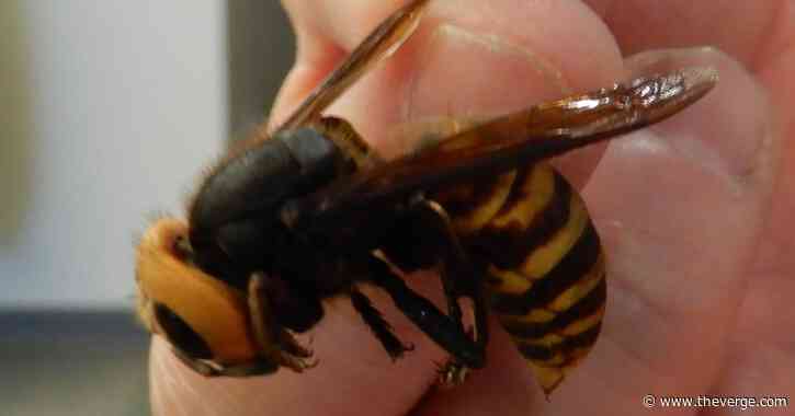 The murder hornet is the 2020 B-plot you probably didn’t see coming