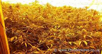 Car chase leads police to cannabis farm worth £99,000