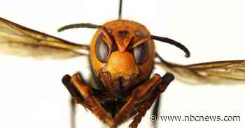 Asian giant hornet invasion becomes latest 2020 concern