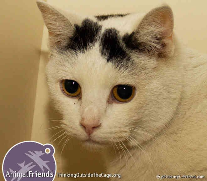 Furry Tails: Casper And Lil’ Girl Are Waiting For Forever Homes