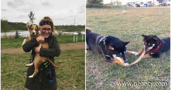 Edmonton Is Slowly Reopening & Dog Parks Are The First Things Back In Business - Narcity Canada