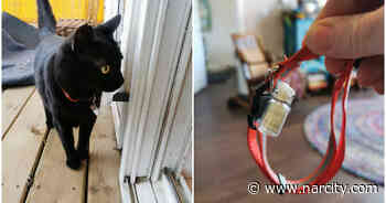 Alberta Neighbors Are Using A Cat Mail Carrier & It's Cheaper Than Canada Post (PHOTOS) - Narcity Canada