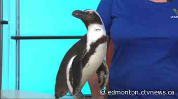 Penguins run wild at West Edmonton Mall - CTV News