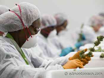 Hicks on Biz: Northern Alberta’s pot industry — the euphoria is gone, but the buzz isn’t bad - Edmonton Sun