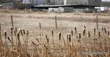 Coronavirus: Talks between Alberta meat-packing plant Cargill and union continue