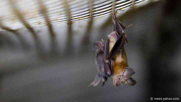Trump administration terminates funding of coronavirus bat research in China