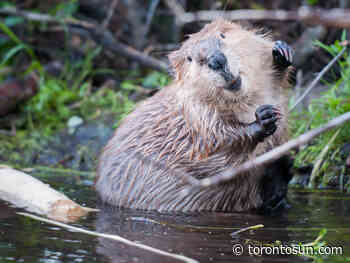 Alligator sighting in Brampton pond turns out to be beaver - Toronto Sun