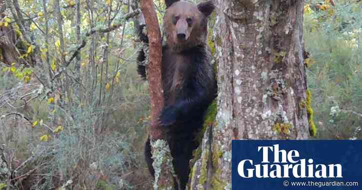 First brown bear for 150 years seen in national park in northern Spain