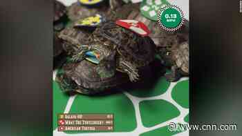 Turtles race for their own Kentucky Derby win