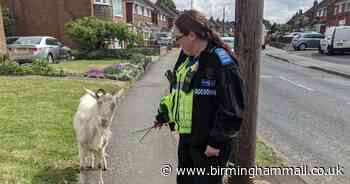 Police take GOAT home after it 'breaches coronavirus lockdown'