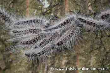 Spraying starts in Bexley to combat caterpillars which cause rashes and breathing problems