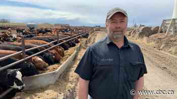 Overstocked: Alberta cattle feeders backed up after temporary closure of meat-processing plant