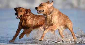 The Welsh beaches where dogs will be banned from now until October