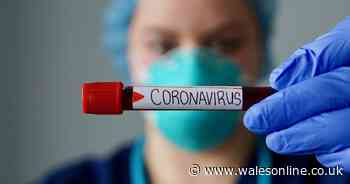 The figure which shows the true deadly impact of coronavirus in Wales