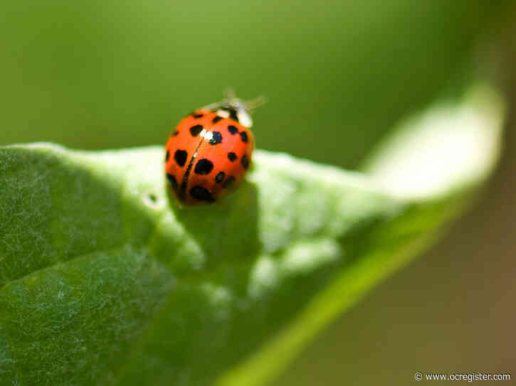 To have a healthy garden, it doesn’t hurt to have these bugs around