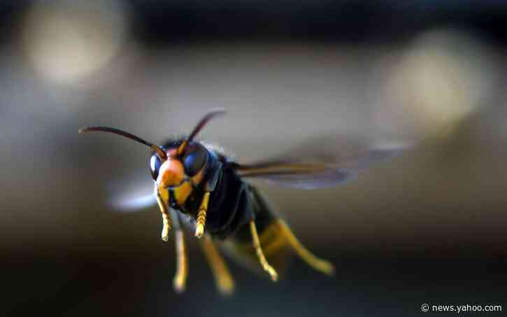 US bracing for invasion of monster hornets