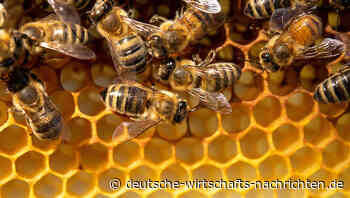 Nächste Plage? Hornissen bedrohen nun Bienen-Population in den USA