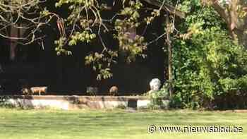 Superschattig: kleine vosjes leven zich uit in de tuin van Sabrina en Mimmo