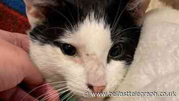 ‘Miracle cat’ survives being hit by train