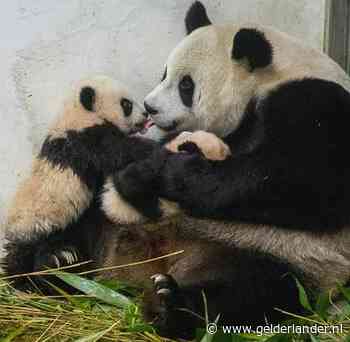 Hoe gaat de pandababy heten? ‘Uiteindelijk zal de beslissing bij China liggen’
