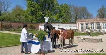 Two horses 'get married' after owners get bored in lockdown