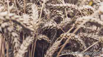 Popular fiber supplements recalled: FDA warns of plastic risk