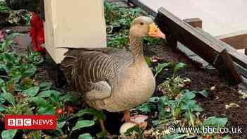 Mother Goose beds down at York railway station