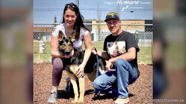 Dog abandoned outside Calgary Humane Society finds fur-ever home