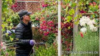 Toronto to begin opening community gardens this week