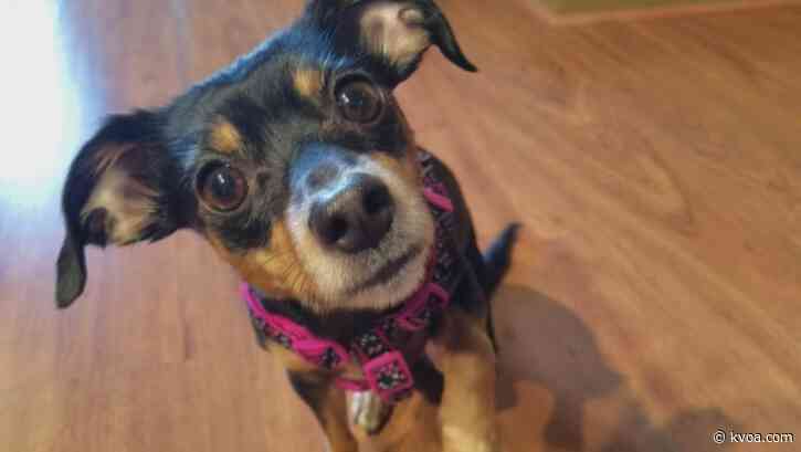 Getting Answers: New social distancing guidelines for pets