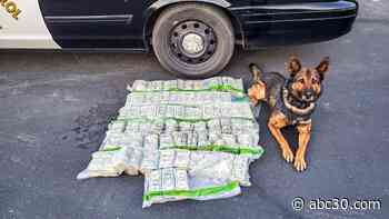 CHP officer and K9 partner find nearly $1 million in cash dumped on Merced County road after police pursuit