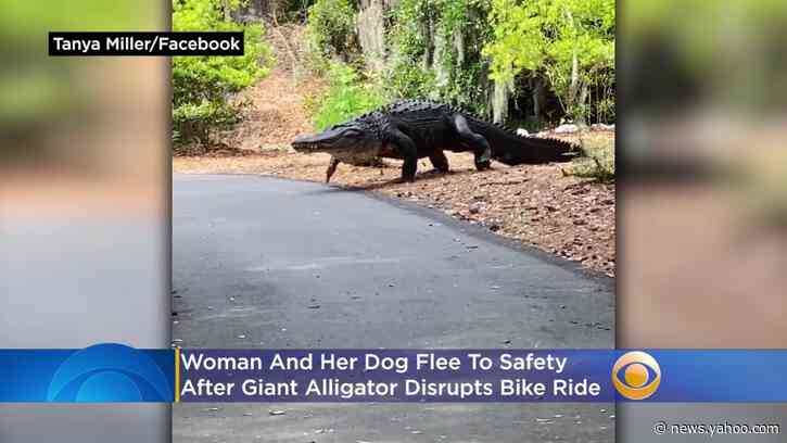 Police: Woman wanted to get close to alligator before attack