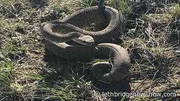 What's that rattle? - Lethbridge News Now