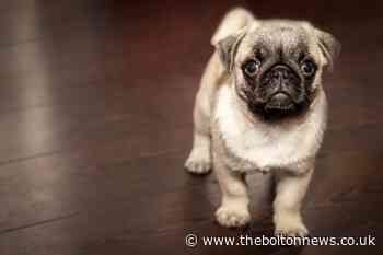 Enter your pooch in a virtual dog show hosted by Bolton Hospice