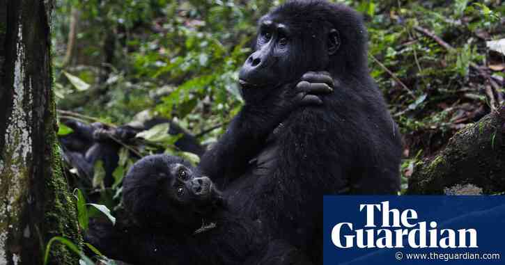 Conservation in crisis: why Covid-19 could push mountain gorillas back to the brink