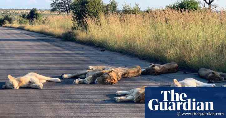 Conservation in crisis: ecotourism collapse threatens communities and wildlife