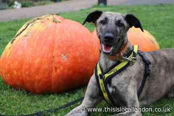 Our dogs are safe and well: Harefield rehoming centre message to supporters