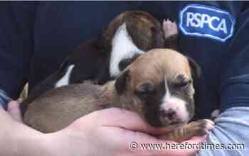 RSPCA deal with 36 incidents in Herefordshire during lockdown