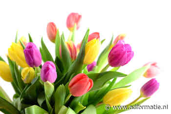 Nederland legt 15.212 virtuele bossen tulpen